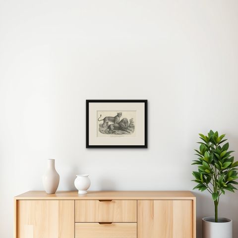 Original Antique Print of a Barbary Lion and Lioness by Brodtmann, shown framed on a wall