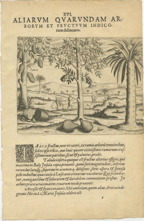 De Bry Botanical Engravings, Pineapple, Mango & Pepper Plants, c.1598, view 4