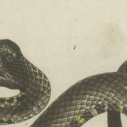Antique Handcolored Engraving of Snakes, c.1800, close-up 4