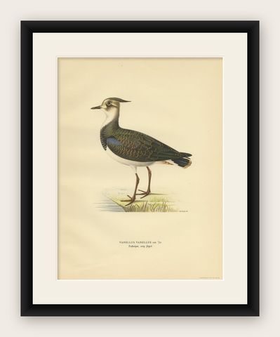 Antique Bird Print of the Northern Lapwing by Von Wright, 1929, shown framed