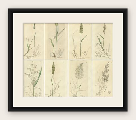 Antique Botanical Engravings of Meadow Foxtail, Polypogon & Agrostis, c.1830, shown framed
