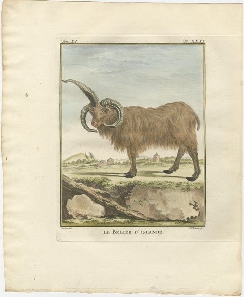 Rare 1769 Iceland Sheep Pair, Hand-Coloured Buffon Engravings Amsterdam, view 3