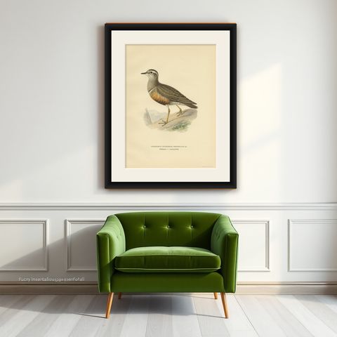 Antique Bird Print of the Eurasian Dotterel by Von Wright, 1929, shown framed on a wall