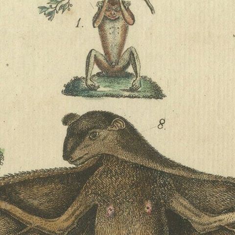 Antique Hand-colored Engraving of Lemurs and Flying Mammals, c.1800, close-up 5
