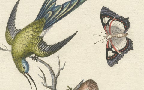 Long-Tailed Green Hummingbird Engraving by J.M. Seligmann after Edwards, ca.1770, close-up 2