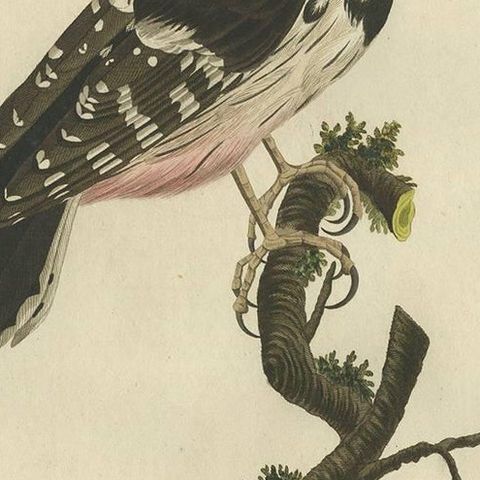 Antique Bird Print of the Lesser Spotted Woodpecker by Sepp & Nozeman, 1809, close-up 2