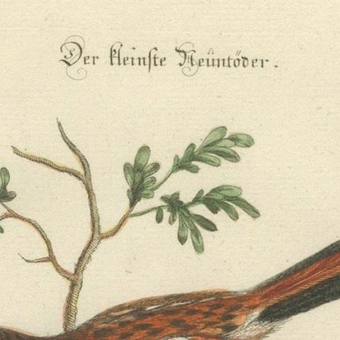 The Lesser Grey Shrike Bird in a Hand-Colored Engraving, 1749, close-up 4