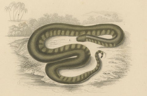 Snake Print of Elephant Trunk Snake and Sea Krait, c.1850, Orbigny, close-up 2
