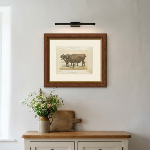Garonnais Oxen, French Cattle Breed, Antique Chromolithograph by Borie, 1863, shown framed on a wall