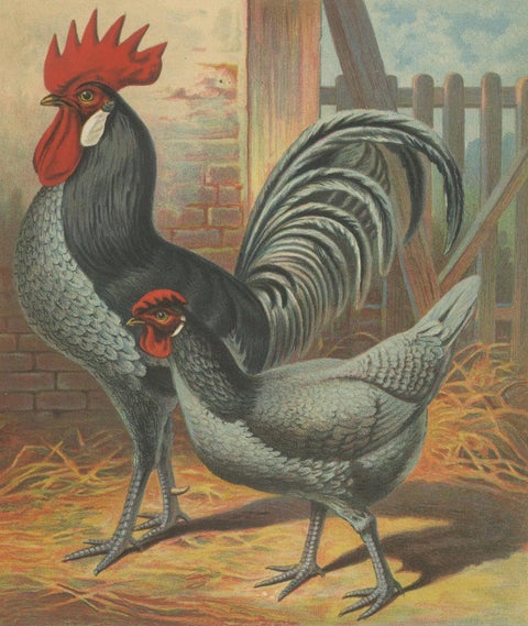 The Elegant Andalusian Chicken - A Rare 19th Century Poultry Lithograph, close-up 6