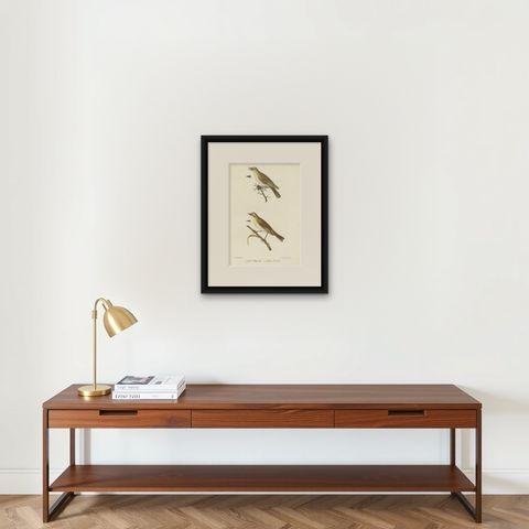 Stunning Handcolored Old Bird Print of the Willow Wren & Icterine Warbler, 1832, shown framed on a wall