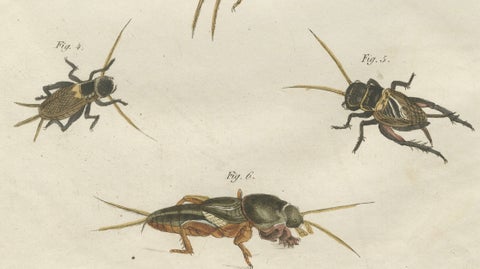 Antique Crickets & Mole Cricket Engraving, Bertuch, 1807, close-up 2