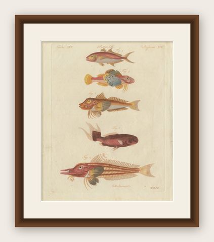 Original Antique Print of Five Exotic Red Fish by Bertuch, c. 1800, shown framed