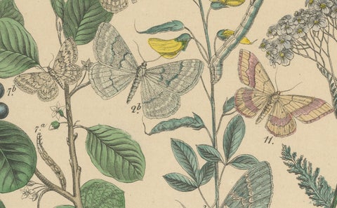 Victorian Moth Illustrations by William Forsell Kirby, 1882, close-up 4