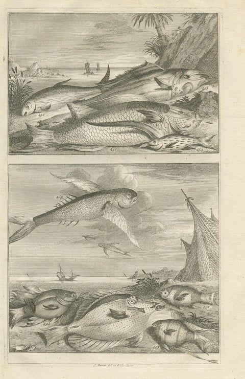 Untitled Antique Print of Fish Species No. 451, Indonesia, 1726, view 2