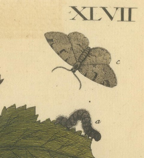 English Moths and Caterpillars on Hawthorn & Flowering Plant, Antique Print 1720, view 5
