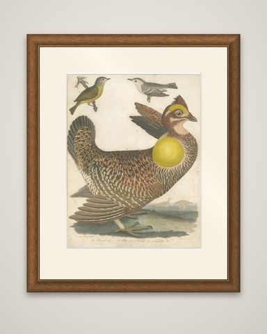 Antique Bird Print of the Pinnated Grouse and Warblers by Wilson 'c.1820', shown framed