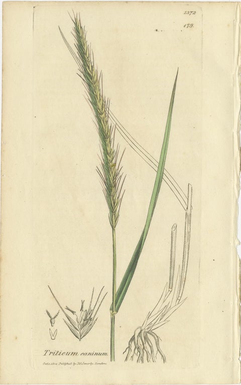 Set of 8 Antique Botanical Engravings of Wheat, Barley and Ryegrasses, c.1830, view 4