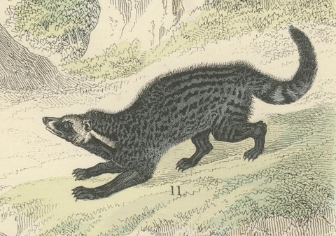 Mammals Print: Bears, Fox, Otter & Skunk, Antique Hand-Coloured 1867, close-up 3