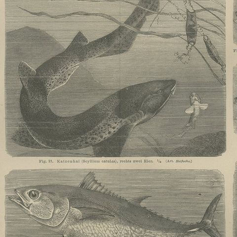 Antique Print of Tuna and Other Fishes, c.1890', close-up 2