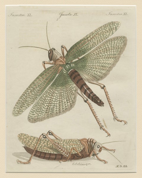 Antique Giant Locust & Grasshopper Engraving, Bertuch, c.1800, close-up 6