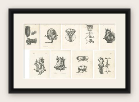 19th Century Animal Anatomy Prints by Lejeune, circa 1840, shown framed