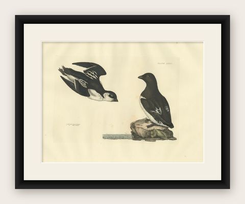 The Little Auk - A Life Seize Study Engraved in Seasonal Plumage by Selby, 1826, shown framed