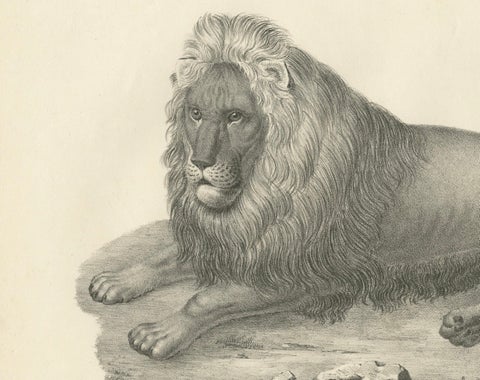 19th-Century Lithograph of the Barbary Lion in a Majestic Reclining Pose, close-up 3