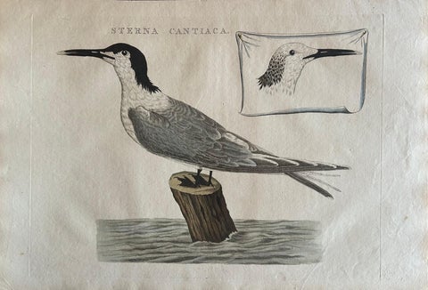Sandwich Tern, Sterna Cantiaca, Antique Hand-Coloured Bird Print, c.1829, view 8
