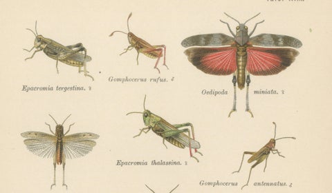 Mantis, Stick Insects & Grasshoppers, Antique Prints, Set of 3, 1908, close-up 4