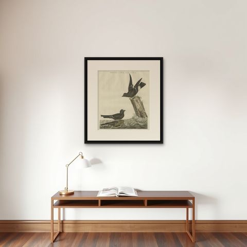 Antique Hand-Coloured Bird Print of the European Storm Petrel, 1797, shown framed on a wall