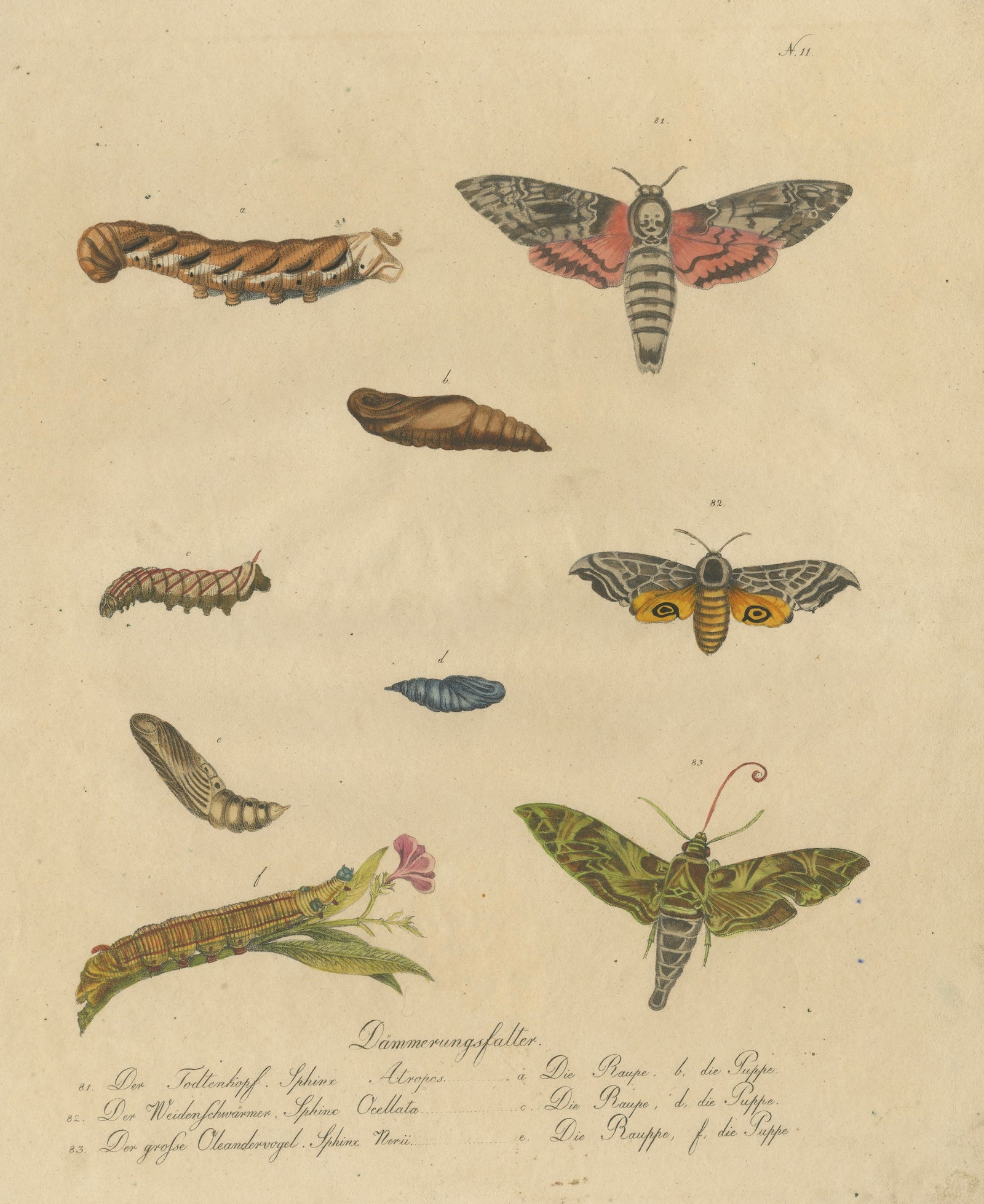 Death's-Head Hawkmoth and Caterpillars, Brodtmann Print, 1816