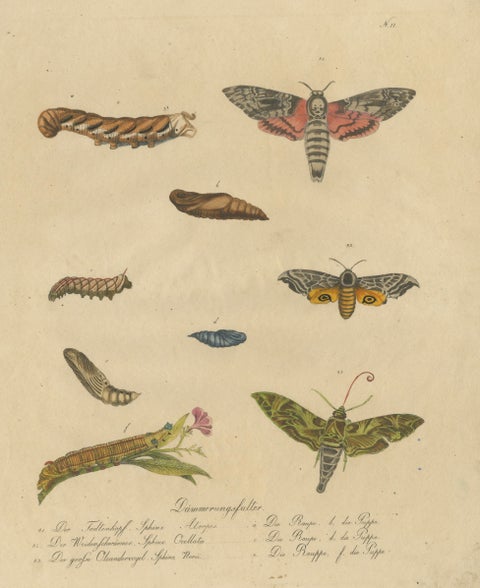Death's-Head Hawkmoth and Caterpillars, Brodtmann Print, 1816