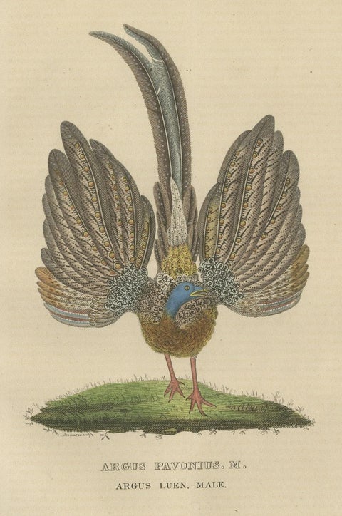 Stunning Decorative Old Hand-Colored Bird Print of a Pheasant, close-up 1