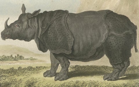 Striking Antique Rhinoceros Engraving, Buffon Hand-Coloured Print Amsterdam 1769, close-up 4