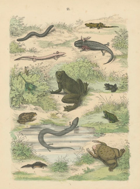 Amphibians Print: Frogs, Salamanders, Axolotl & Caecilian, Antique 1867, close-up 6