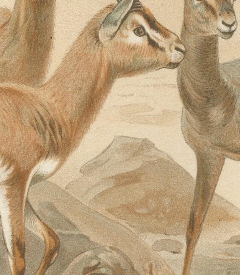 Dorcas Gazelle, Antique Desert Antelope Chromolithograph, 1894, view 5