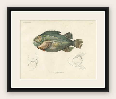 French Fish Illustration, Lumpsucker or Lumpfis, Hand-Colored Litho, 1845, shown framed