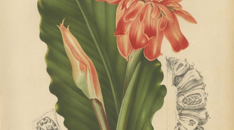 Antique Botanical Chromolithograph of Torch Ginger by Hoola van Nooten, c.1880, close-up 3