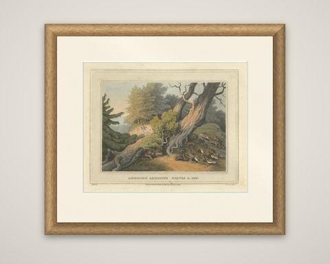 Hand-Coloured Aquatint 'American Anecdote Wolves & Boy', 1813, shown framed