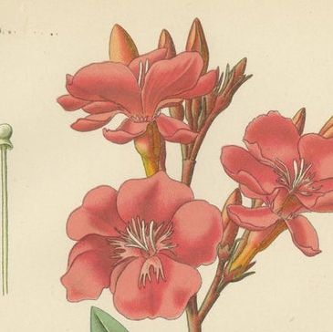 1897 Botanical Prints, Vinca, Oleander, and Redhead Milkweed, close-up 1