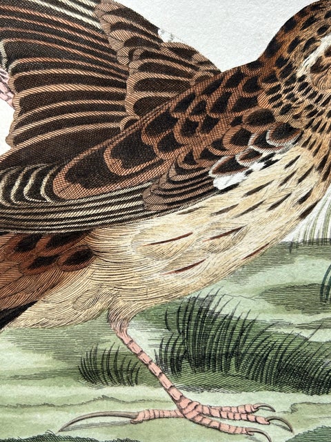 Meadow Pipit Bird Print, Alauda Pratensis from Nederlandsche Vogelen, 1809, view 9