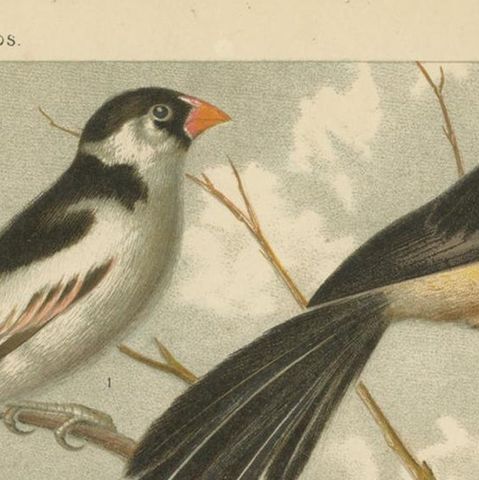 Antique Bird Print of Pale-Headed Rosella and Rosella Parrakeet, 'circa 1880', close-up 1