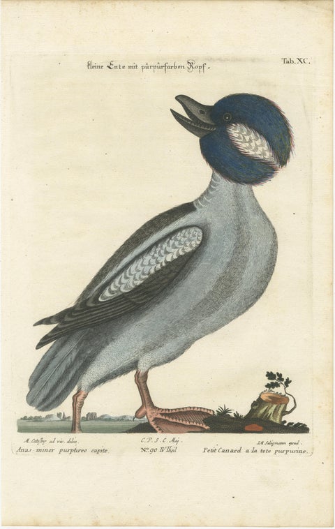 Hand-Colored Engraving of the Little Duck with a Purple Head by Seligmann, c1770, view 2