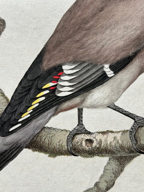 Bohemian Waxwing, Ampelis Garrulus from Nederlandsche Vogelen, 1797, view 9
