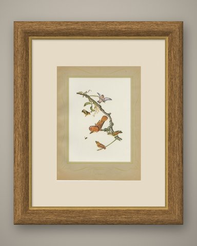 Hummingbirds, Brazilian Bird Print, Descourtilz, 1944, shown framed