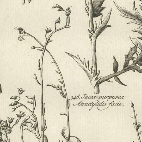 Antique Print of Stonecrop and Other Plants, 1773, close-up 2