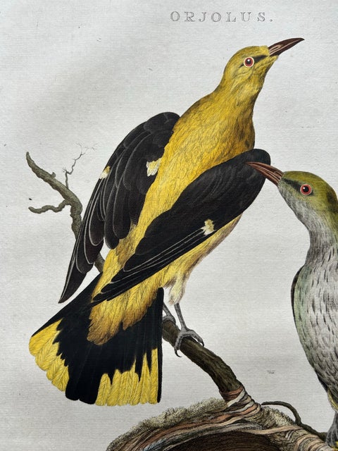 Eurasian Golden Oriole with Nest, Antique Bird Engraving, Nozeman & Sepp 1770, view 3