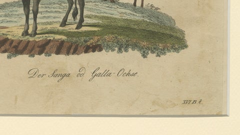 Antique African Sanga Longhorn Cattle Engraving, Bertuch, c.1810, close-up 5
