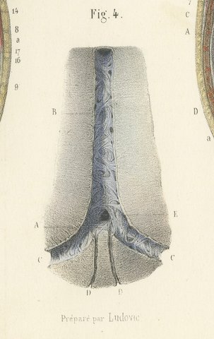 The Base of the Skull and Its Dural Folds, Hirschfeld Anatomy Print, 1866, view 6